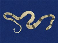 藏品(紅竹蛇)的圖片